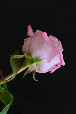 Siyah arkaplanda su damlaları olan güzel pembe gülü kapat.