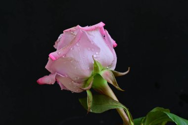 Siyah arkaplanda su damlaları olan güzel pembe gülü kapat.