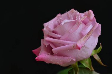 Siyah arkaplanda su damlaları olan güzel pembe gülü kapat.
