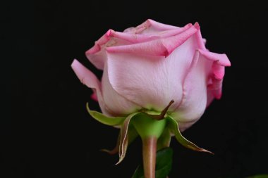 Siyah arkaplanda su damlaları olan güzel pembe gülü kapat.