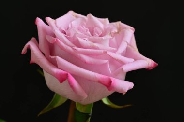 Siyah arkaplanda su damlaları olan güzel pembe gülü kapat.