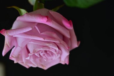 Siyah arkaplanda su damlaları olan güzel pembe gülü kapat.