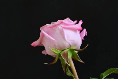 Siyah arkaplanda su damlaları olan güzel pembe gülü kapat.