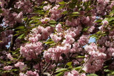 Güzel kiraz çiçeklerine yakın. 
