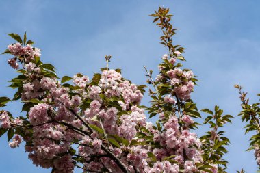 Güzel kiraz çiçeklerine yakın. 