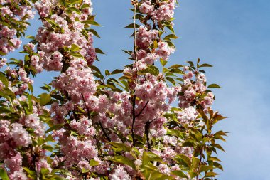Güzel kiraz çiçeklerine yakın. 
