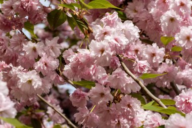 Güzel kiraz çiçeklerine yakın. 