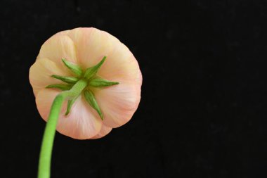 Kapat muhteşem ranunculus çiçeğini