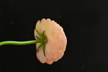 Kapat muhteşem ranunculus çiçeğini