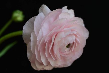 Kapat muhteşem ranunculus çiçeğini