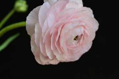 Kapat muhteşem ranunculus çiçeğini