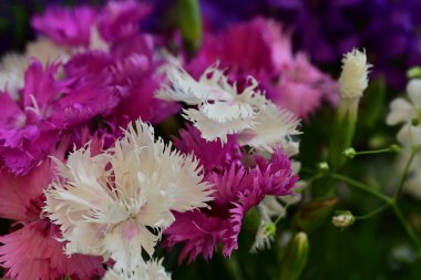 Bahçede büyüyen güzel çiçeklerin yakın çekim görüntüsü                         