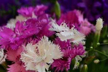 Bahçede güzel bahar çiçekleri