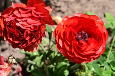 Marguerite çiçeği, kapat. 