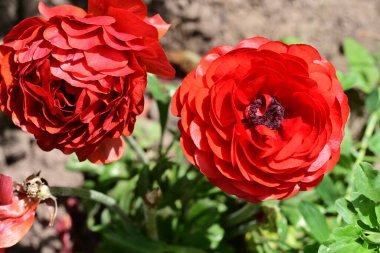 Marguerite çiçeği, kapat. 