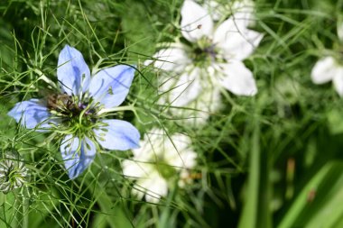 Bahçede açan güzel çiçekler, yakın plan.                