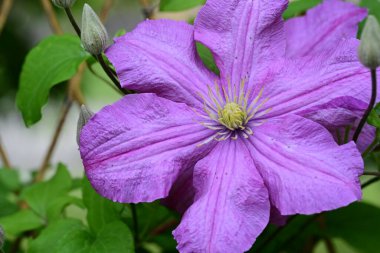 lematis viticella mor çiçek 