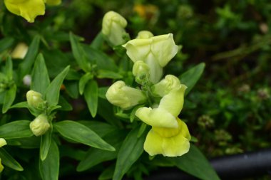 Güzel, güneşli, parlak çiçekler bahçede.