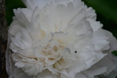 Bahçede büyüyen beyaz çiçekler