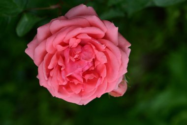 Güzel gülü yakın çekim