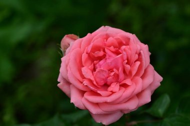 Güzel gülü yakın çekim