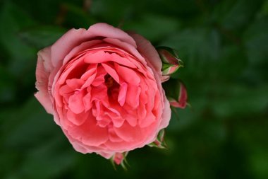 Güzel gülü yakın çekim
