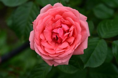 Güzel gülü yakın çekim