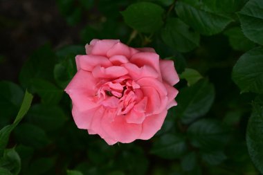 Güzel gülü yakın çekim