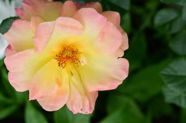 Güzel gülü yakın çekim