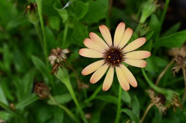 Gerbera papatya çiçeği, yaklaş. 