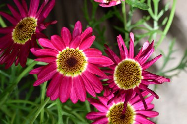 Gerbera papatya çiçeği, yaklaş. 