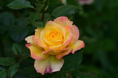 Bahçede güzel bir gül