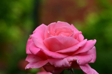 Bahçedeki pembe gül çiçeği 