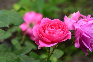 Bahçedeki pembe gül çiçeği 