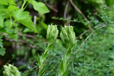 Güneşli yaz gününde bahçede yetişen güzel çiçekler.