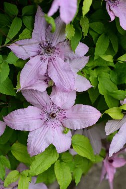 Güzel Clematis çiçeklerini kapat.