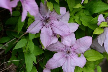Güzel Clematis çiçeklerini kapat.