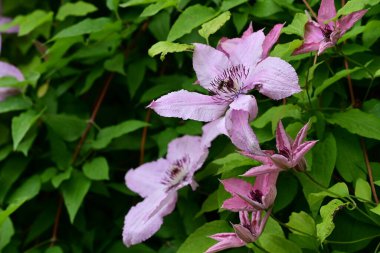 Güzel Clematis çiçeklerini kapat.