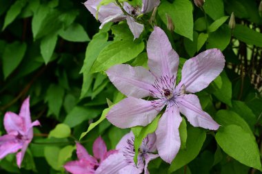 Güzel Clematis çiçeklerini kapat.