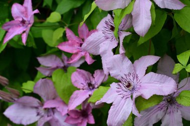Güzel Clematis çiçeklerini kapat.