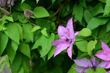 Güzel Clematis çiçeklerini kapat.