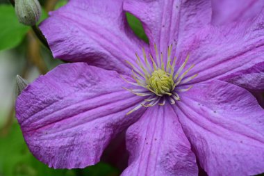 Güzel Clematis çiçeklerini kapat.