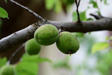Yeşil kayısı ağacı üzerinde