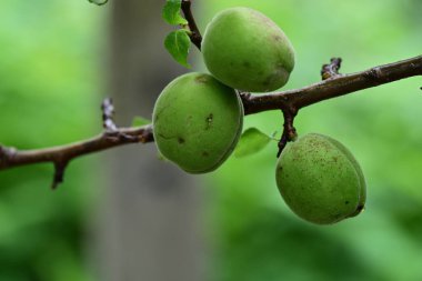 Yeşil kayısı ağacı üzerinde