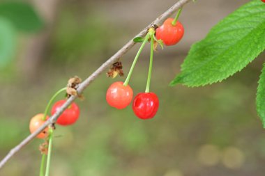 Bahçedeki dalda kırmızı meyveler 