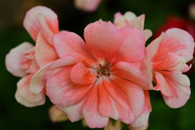 pembe çiçekler bahçede büyüyen