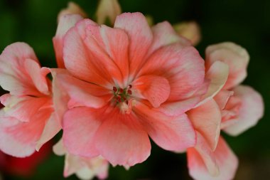 pembe çiçekler bahçede büyüyen