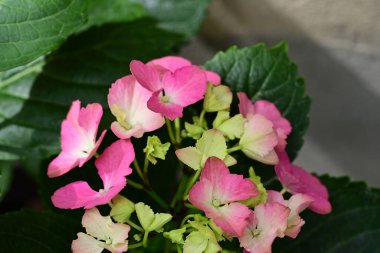 pembe çiçekler bahçede büyüyen