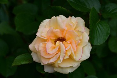 Bulanık arkaplanda güzel gülü kapat