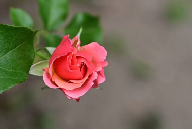 Bahçede pembe güller 